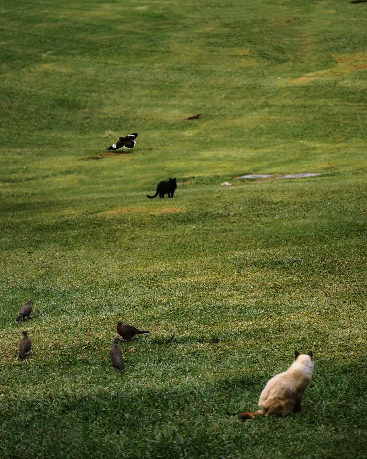 Cats and birds dispersed across a broad green field